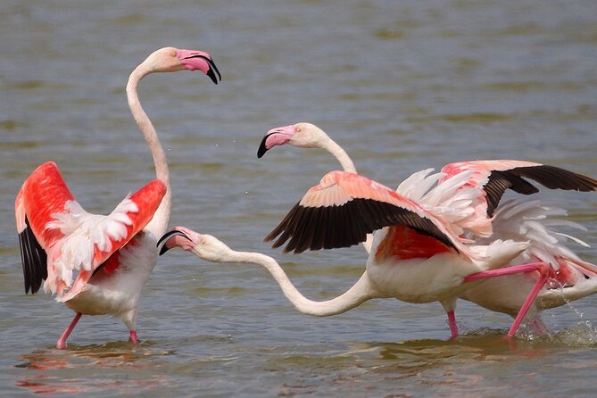 Birding & Photography Day Trip to Doñana from Seville - Key highlights I’d underline before you go
