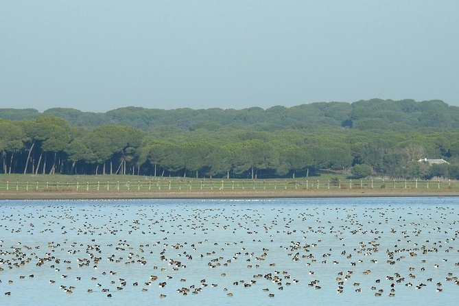 Birding & Photography Day Trip to Doñana from Seville - Doñana birding from Seville: why this trip feels different