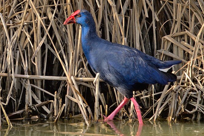Birding & Photography Day Trip to Doñana from Seville - Marshlands, umbrella pines, and rice paddies: the habitats you’ll track