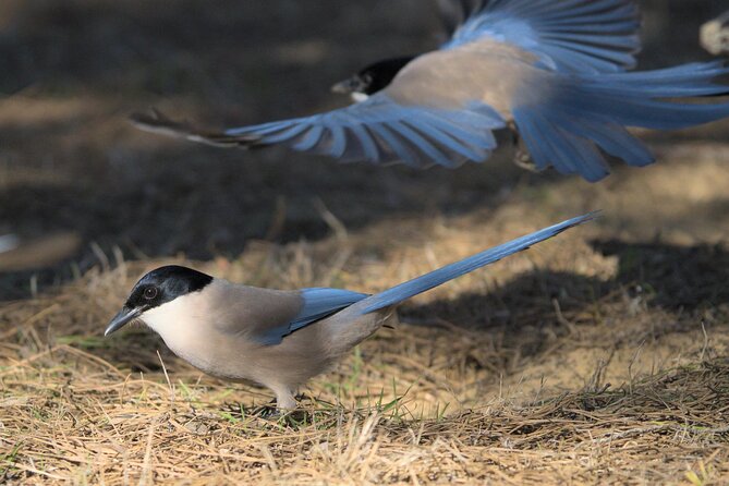 Birding & Photography Day Trip to Doñana from Seville - Guide impact: Maria, Vicent, Vincent, and Sergio set the tone
