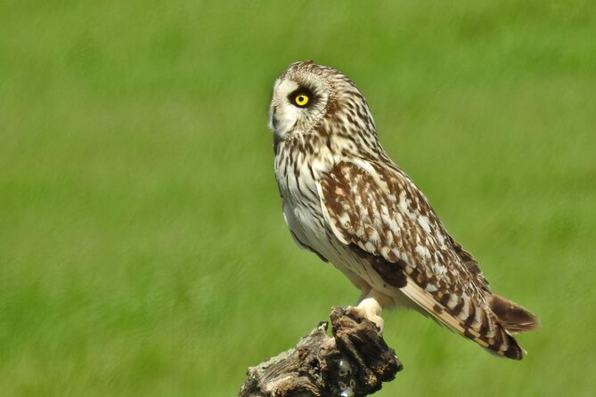 Birding & Photography Day Trip to Doñana from Seville - Binoculars and scope: how to get better views and better shots
