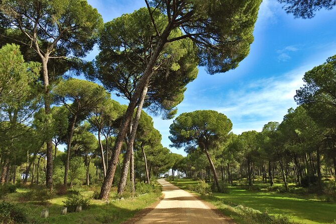 Birding & Photography Day Trip to Doñana from Seville - Transportation: comfortable, but still a full day