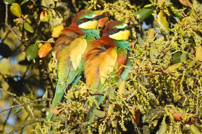 Birding & Photography Day Trip to Doñana from Seville - What you’re really paying for: $150.85 worth of time and gear