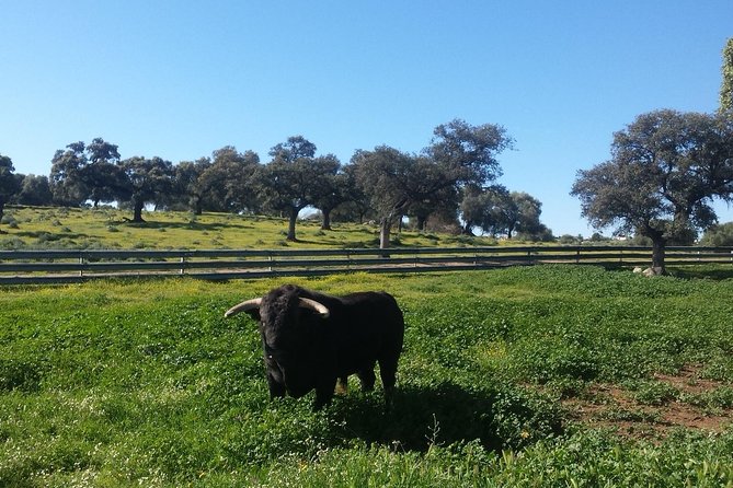 Bull Breeding Farm: Guided Half-Day Tour from Seville - Key things to know before you go