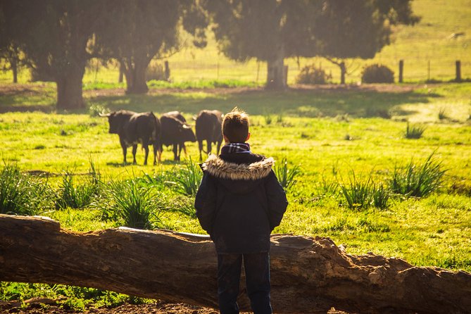 Bull Breeding Farm: Guided Half-Day Tour from Seville - The 3.5-Hour Heart of the Day at the Ranch in Andalusia