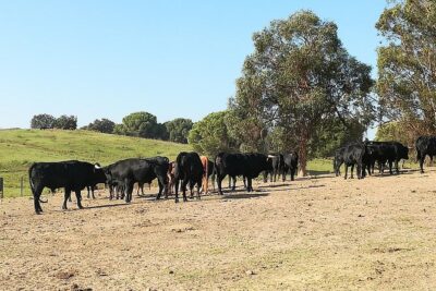 Bull Breeding Farm: Guided Half-Day Tour from Seville - Getting Started in Seville: Pickup That Actually Saves Time