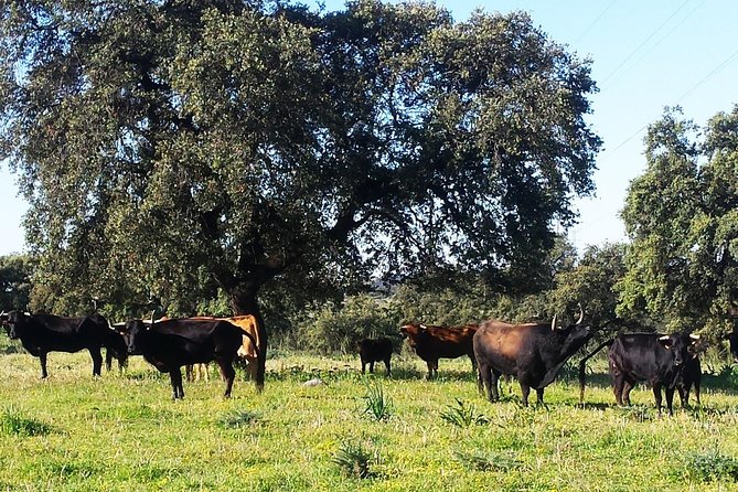 Bull Breeding Farm: Guided Half-Day Tour from Seville - Bull Breeding History and Daily Management: Why the Explanations Matter