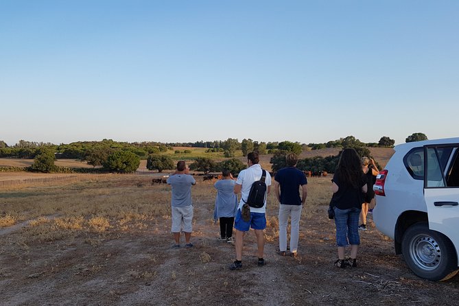 Bull Breeding Farm: Guided Half-Day Tour from Seville - The Return to Seville: Half-Day Means You Keep Your Plans