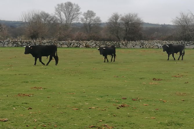 Bull Breeding Farm: Guided Half-Day Tour from Seville - Comfort, Language, and Group Size: Making the Tour Feel Right