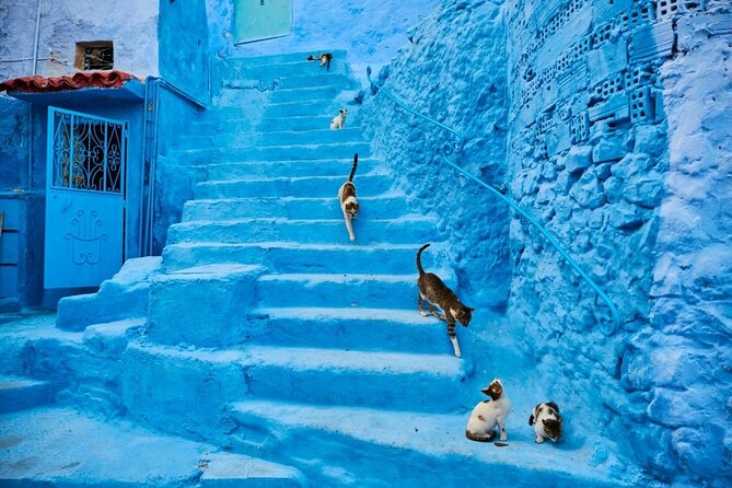 Chefchaouen Day Trip from Seville - A 15-hour plan that mixes Seville’s landmarks with a Morocco day trip