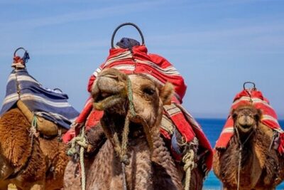 Chefchaouen Day Trip from Seville - Seville Cathedral and La Giralda: skip the waiting, chase the views