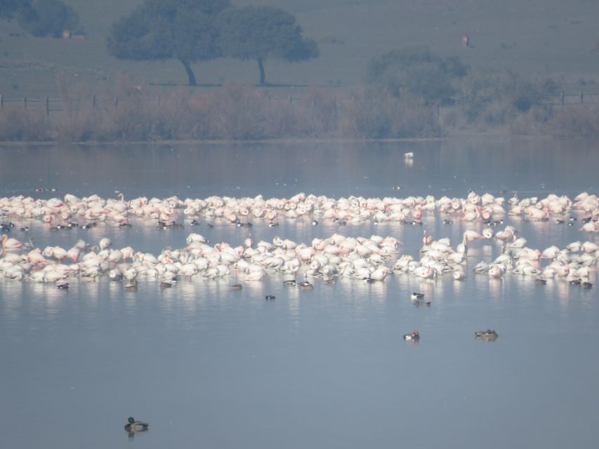 Doñana National Park: 2-Day Tour from Seville - Key things that make this Doñana tour worth your time