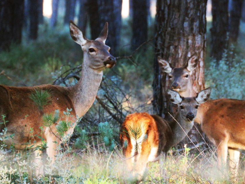 Doñana National Park: 2-Day Tour from Seville - Asperillo dunes and the big after-lunch shift