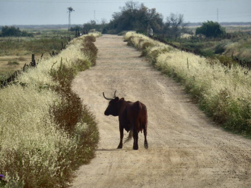 Doñana National Park: 2-Day Tour from Seville - Where you sleep: rural accommodation near the park