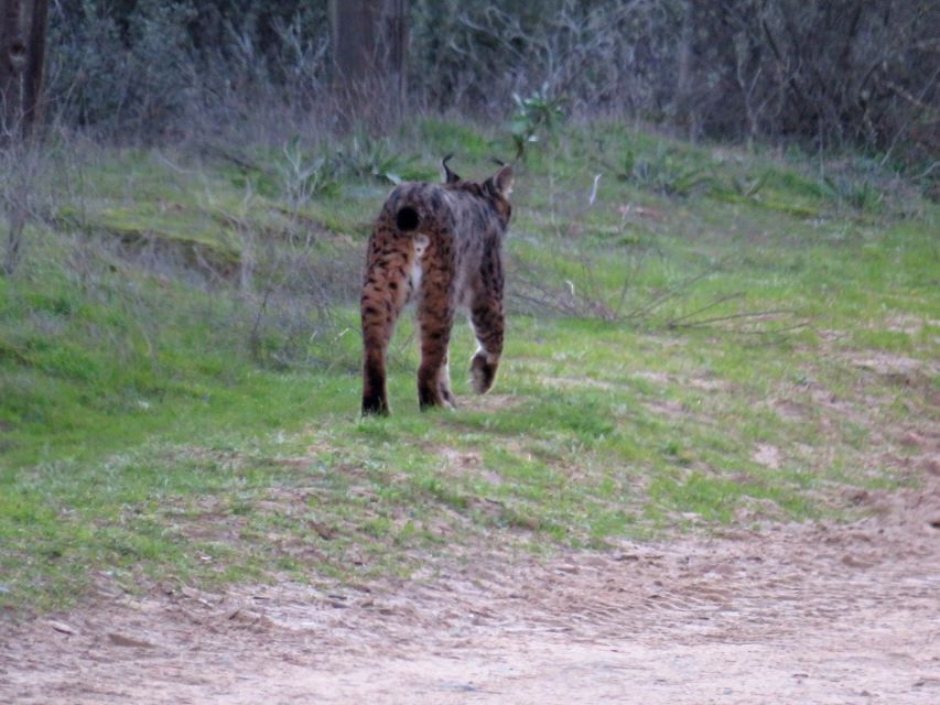 Doñana National Park: 2-Day Tour from Seville - Day 2: El Acebuche visitor center, southern Doñana, and the long truck to Sanlúcar