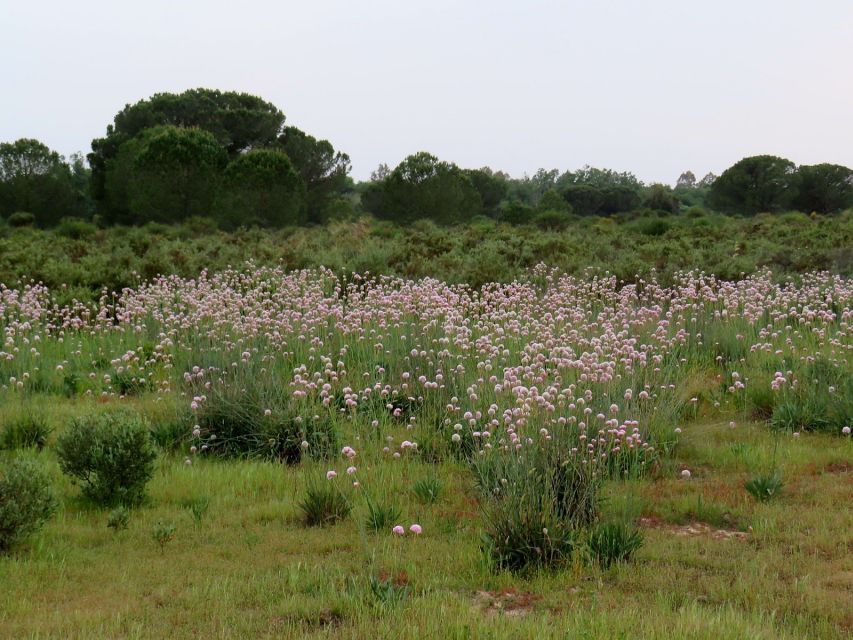 Doñana National Park: 2-Day Tour from Seville - Final El Rocío stop and the return to Seville