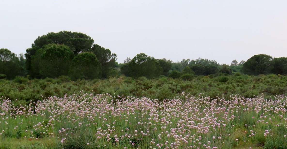 Doñana National Park: 2-Day Tour from Seville - Price and value: is $234 per person a fair trade?