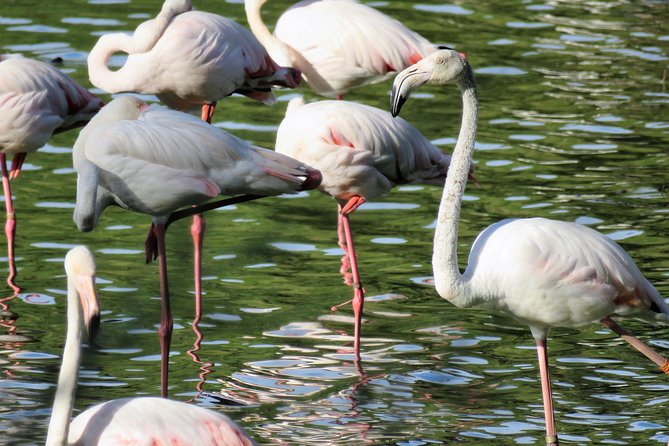 Donana National Park and El Rocío: Guided Tour from Seville - Key Highlights to Know Before You Go