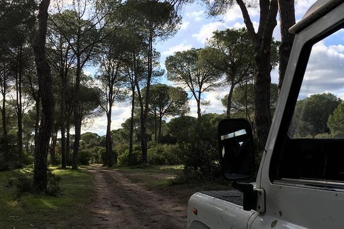 Donana National Park and El Rocío: Guided Tour from Seville - Dehesa de Abajo: Olive Trees, Oaks, and a Stork-Packed Setting