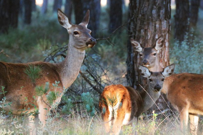 Donana National Park and El Rocío: Private Tour from Seville - Key things I’d bet on