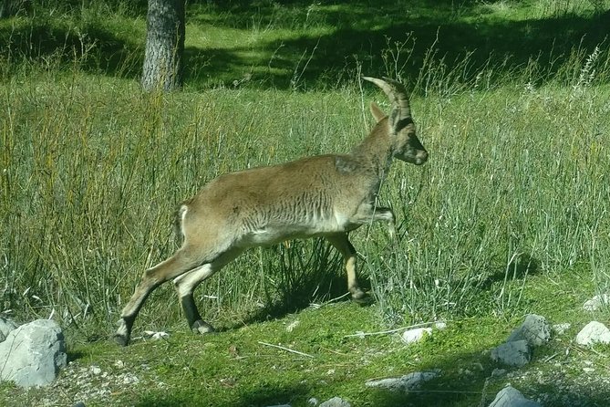 Donana National Park and El Rocío: Private Tour from Seville - Doñana National Park: what you can realistically expect (and how to set it right)