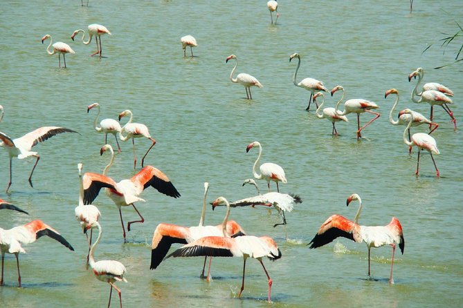 Donana National Park: Guided Day Tour from Seville - Key Highlights to Expect