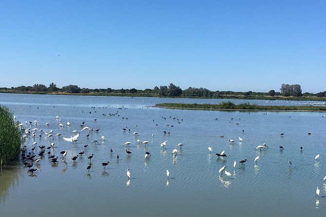 Donana National Park: Guided Day Tour from Seville - The Ride: 4x4-Style Transit, Comfort, and Hearing Tips