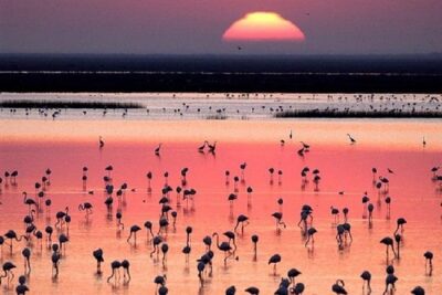 Donana National Park: Guided Day Tour from Seville - Pickup, Small-Group Energy, and the Guide Effect