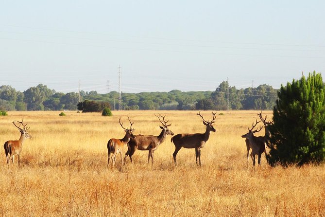 Donana National Park: Guided Day Tour from Seville - Stop-by-Stop: Seville, El Rocío Sanctuary, Matalascanas Beach, and Doñana