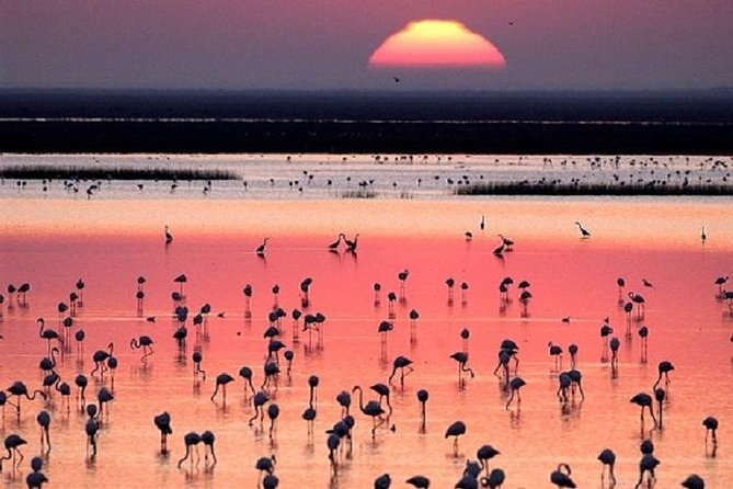 Donana National Park: Guided Day Tour from Seville - Pickup, Small-Group Energy, and the Guide Effect