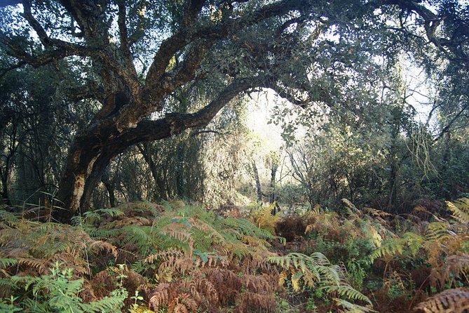 Doñana National Park in 4x4 and El Rocío - El Rocío: The Pilgrimage Town at Doñana’s Gate
