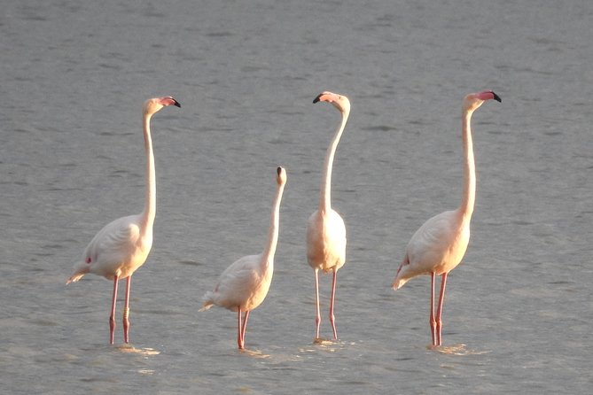 Doñana National Park in 4x4 and El Rocío - Timing and Weather: When the Marshes Are Dry