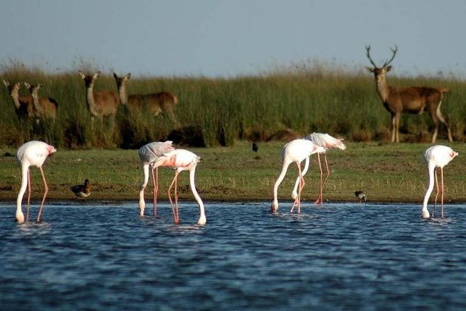 Donana National Park & Matalascanas Guided Tour from Seville - Doñana in One Long Day: what you’ll actually experience