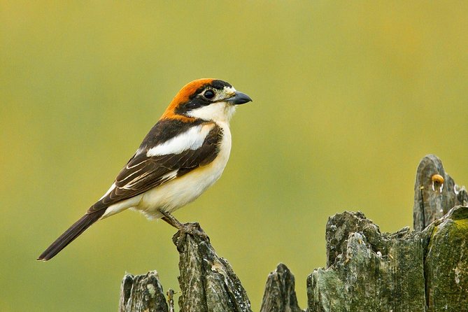 Donana National Park & Matalascanas Guided Tour from Seville - Getting to and from Seville: pickup you can count on