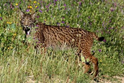Donana National Park & Matalascanas Guided Tour from Seville - Parque Nacional de Doñana: why this park visit feels different