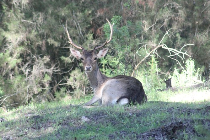 Donana National Park & Matalascanas Guided Tour from Seville - El Rocío and the Santuario stop: culture in the middle of nature