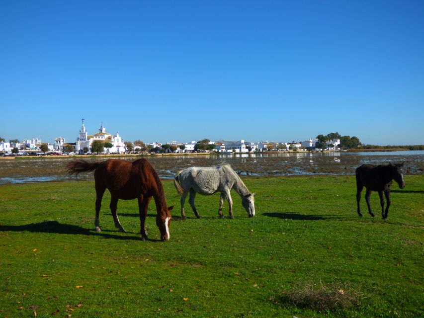 Doñana National Park Off-Road Tour from Seville - El Rocío free time: lunch on your terms and a different kind of Spain