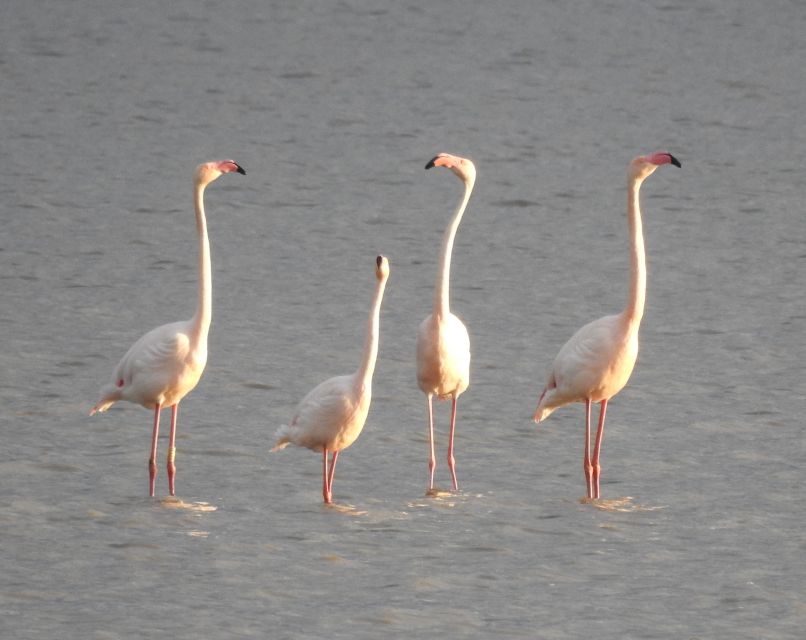 Doñana National Park Off-Road Tour from Seville - The long Atlantic beach walk and seabird spotting