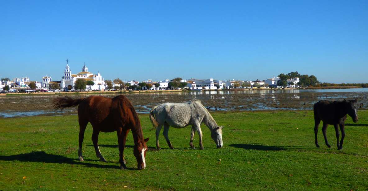 Doñana National Park Off-Road Tour from Seville - Wildlife expectations: what you’re really paying for