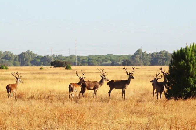 El Rocio, Donana Natural Park and Matalascanas Beach Day Trip from Seville - Why this Doñana–El Rocío day trip works
