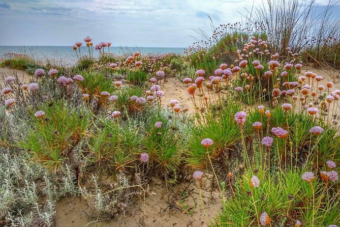 El Rocio, Donana Natural Park and Matalascanas Beach Day Trip from Seville - Stop inside the park: lagoons and the kind of views you get