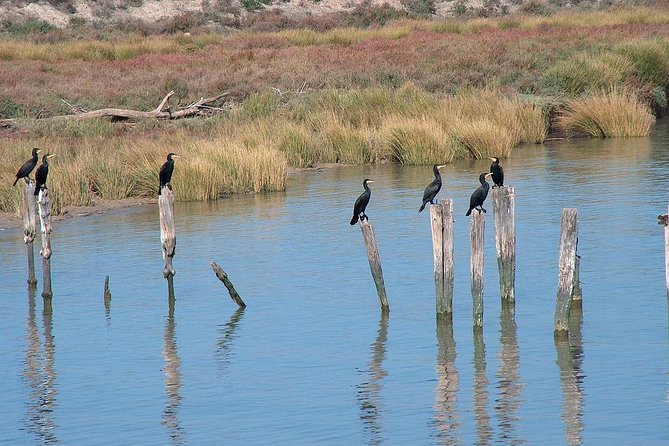 El Rocio, Donana Natural Park and Matalascanas Beach Day Trip from Seville - Price and value: what you’re paying for at $147.02