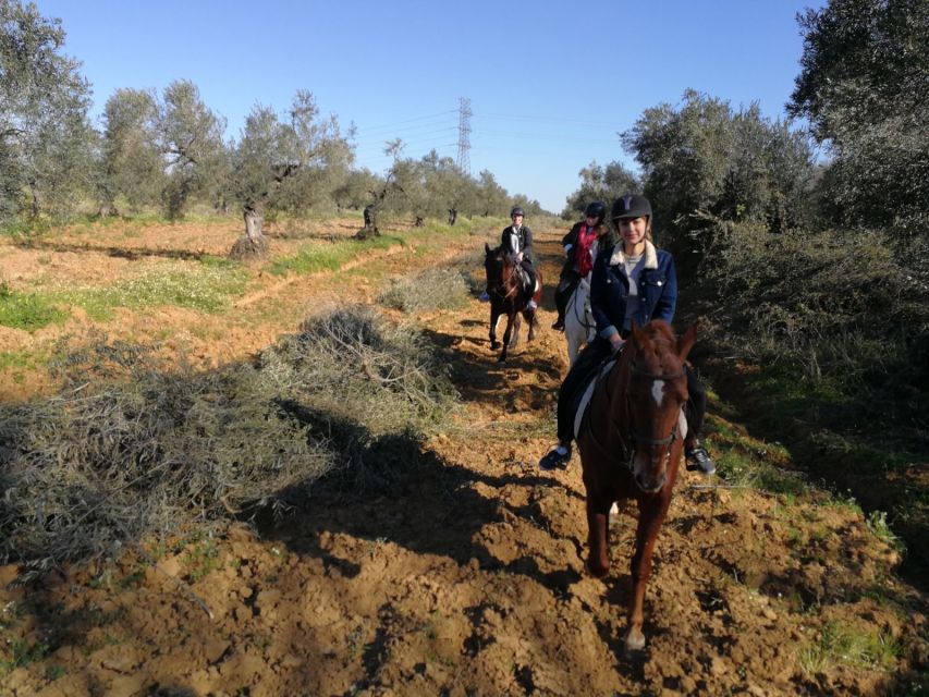 From Seville: Andalusian Horseback Ride - The 2-Hour Ride Through Pine Forests and Sandy Ground