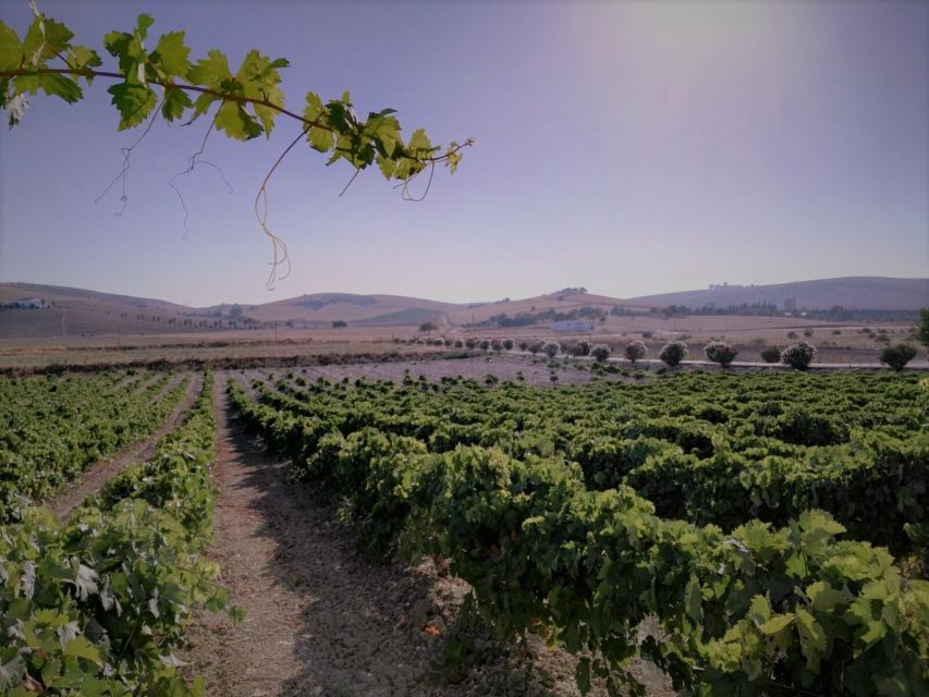 From Seville: Cadiz and Jerez de la Frontera Day Trip - Jerez de la Frontera Walk: Photo Stops and Local Stories