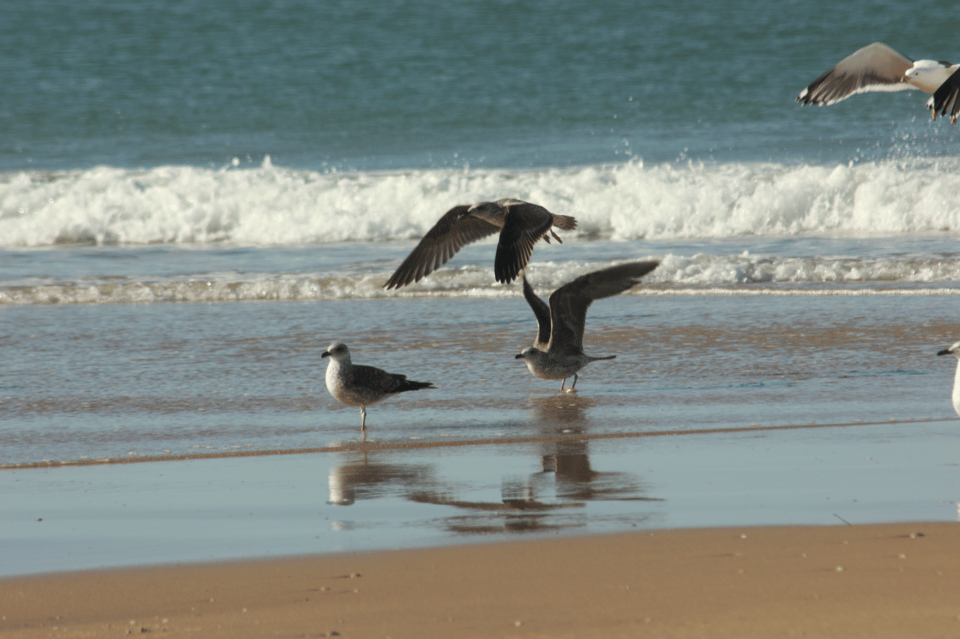 From Seville: Doñana, El Rocio, and Matalascañas Beach Tour - Key things to know before you go