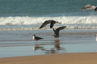 From Seville: Doñana, El Rocio, and Matalascañas Beach Tour - Doñana National Park by 4WD: Marshes, Dunes, and Real Wildlife Odds