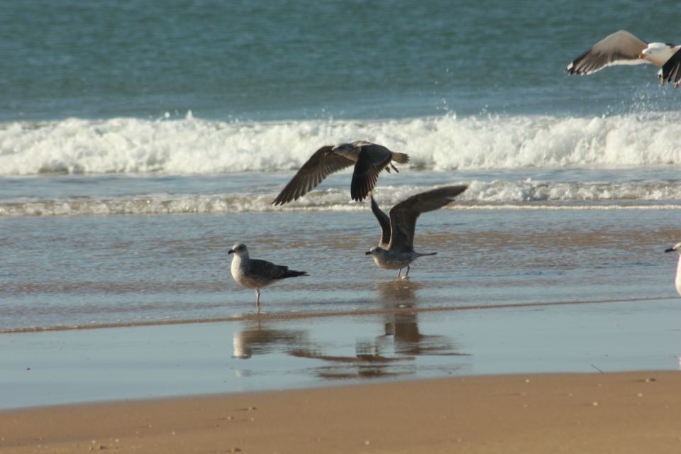 From Seville: Doñana, El Rocio, and Matalascañas Beach Tour - Doñana National Park by 4WD: Marshes, Dunes, and Real Wildlife Odds