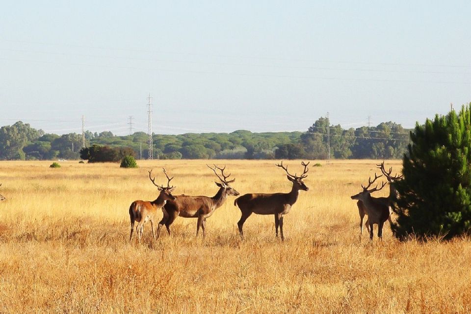 From Seville: Doñana National Park Day Trip - Key things I’d circle before you go
