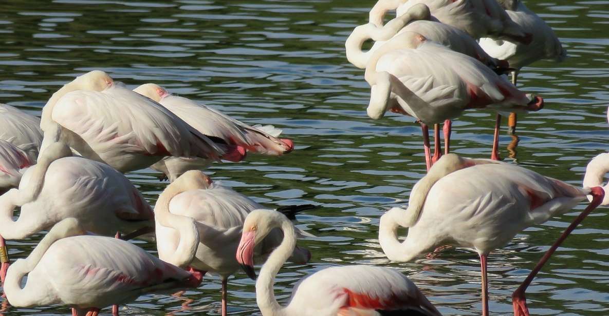 From Seville: Doñana National Park Day Trip - Why Doñana fits a Seville day trip