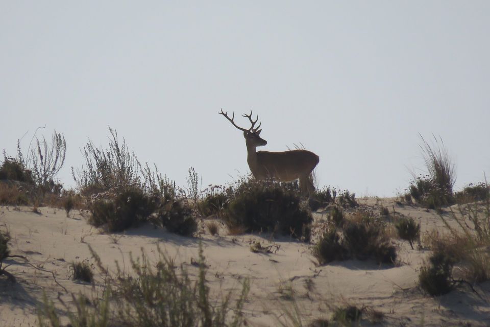 From Seville: Doñana National Park Day Trip - Dehesa de Abajo visitor area: marshland, birds, and real viewing